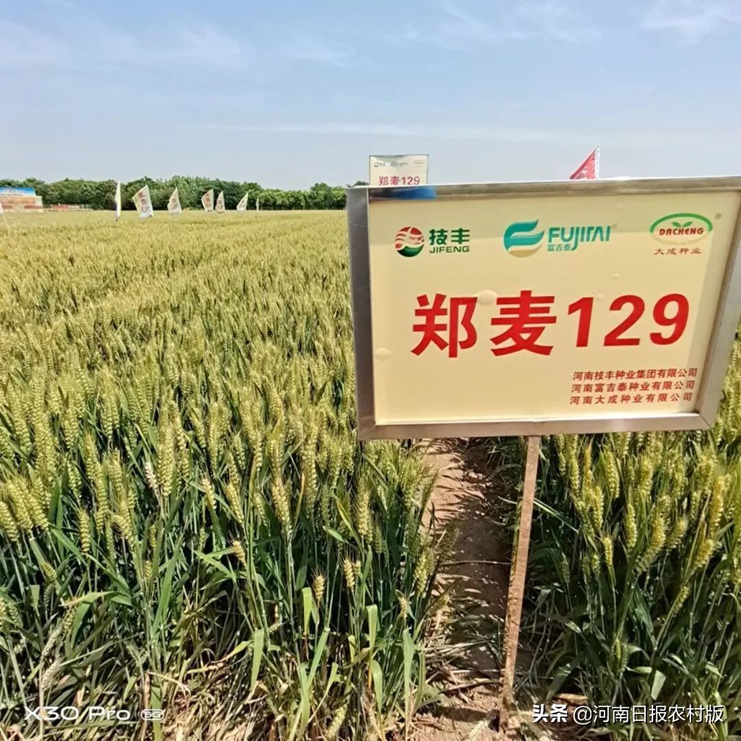 “云”上打卡 线上观摩超80万人次 2022年度河南技丰种业集团小麦新品种线上观摩会轰动黄淮麦区