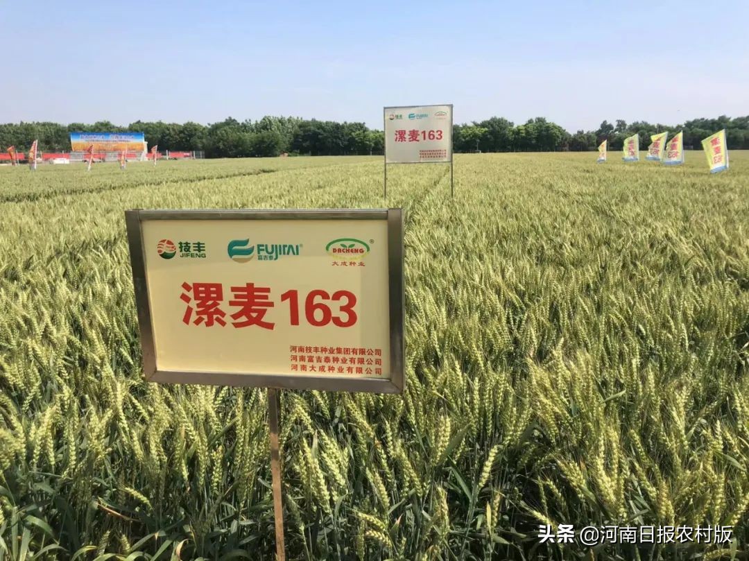 “云”上打卡 线上观摩超80万人次 2022年度河南技丰种业集团小麦新品种线上观摩会轰动黄淮麦区