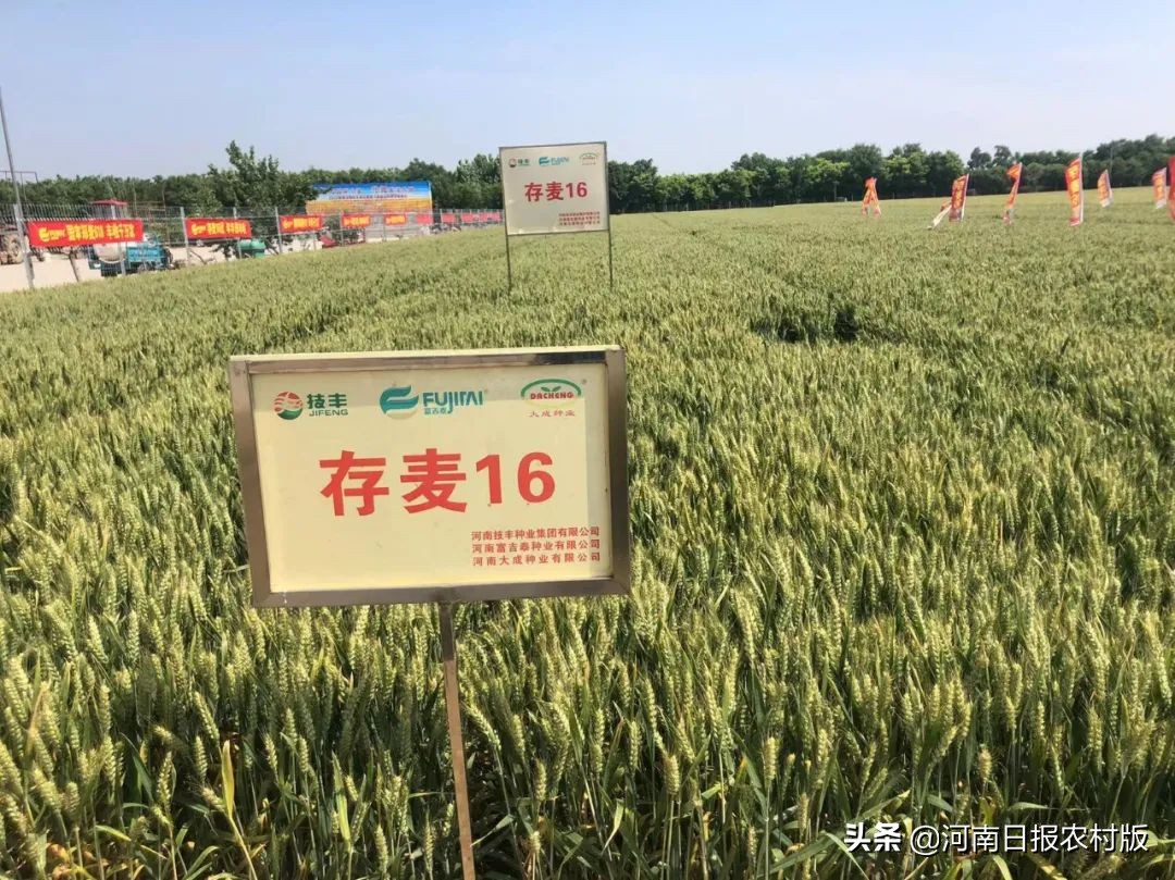 “云”上打卡 线上观摩超80万人次 2022年度河南技丰种业集团小麦新品种线上观摩会轰动黄淮麦区