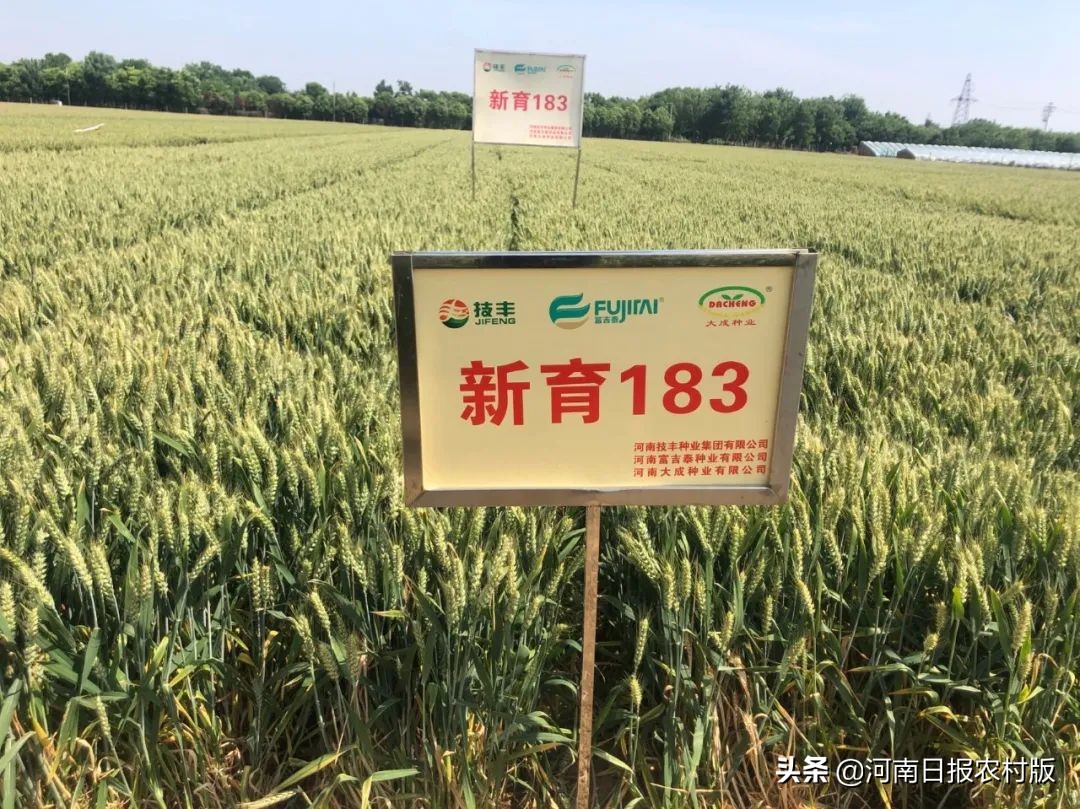 “云”上打卡 线上观摩超80万人次 2022年度河南技丰种业集团小麦新品种线上观摩会轰动黄淮麦区