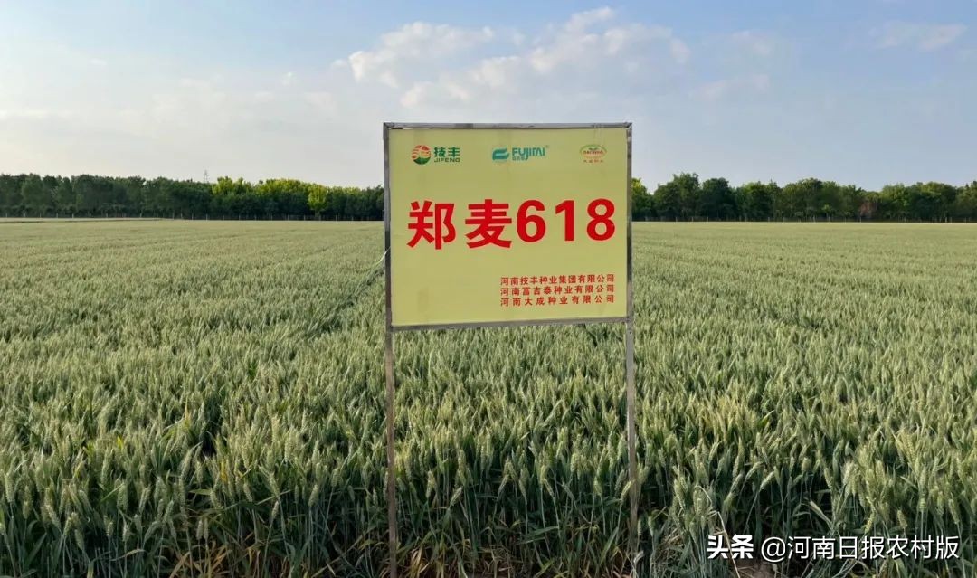 “云”上打卡 线上观摩超80万人次 2022年度河南技丰种业集团小麦新品种线上观摩会轰动黄淮麦区