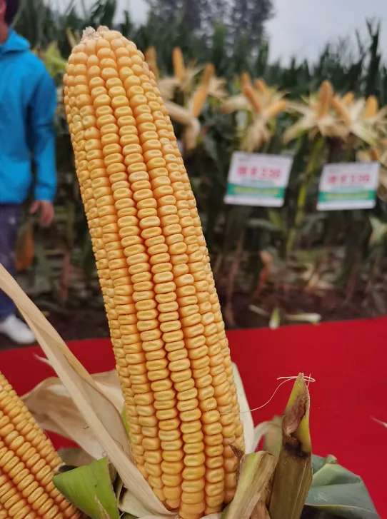 1597199403663032530.jpg 1597199403663032530.jpg