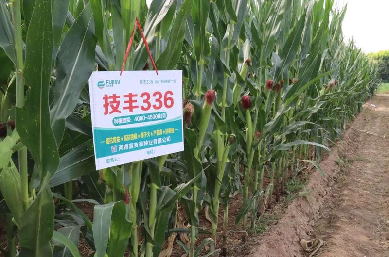 1597200700429073025.jpg 1597200700429073025.jpg