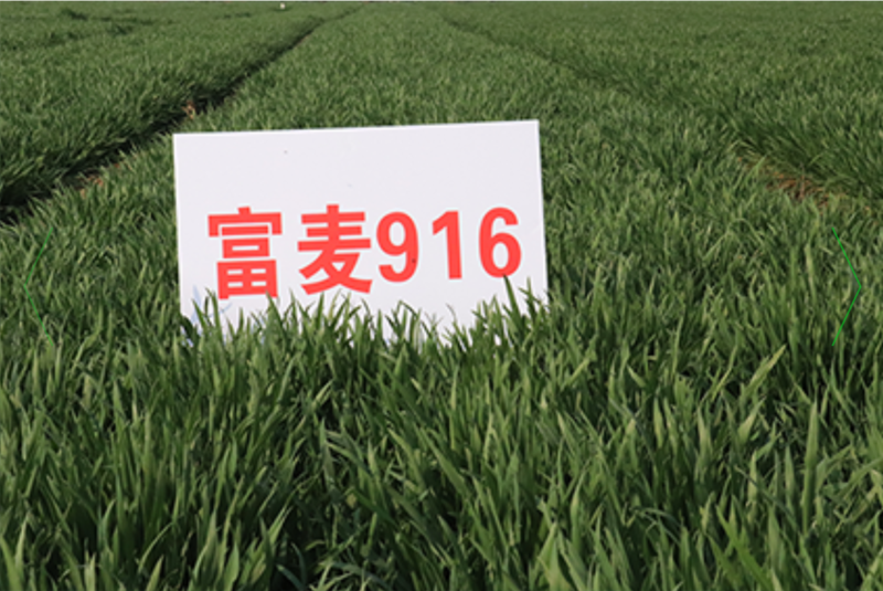 富麦916